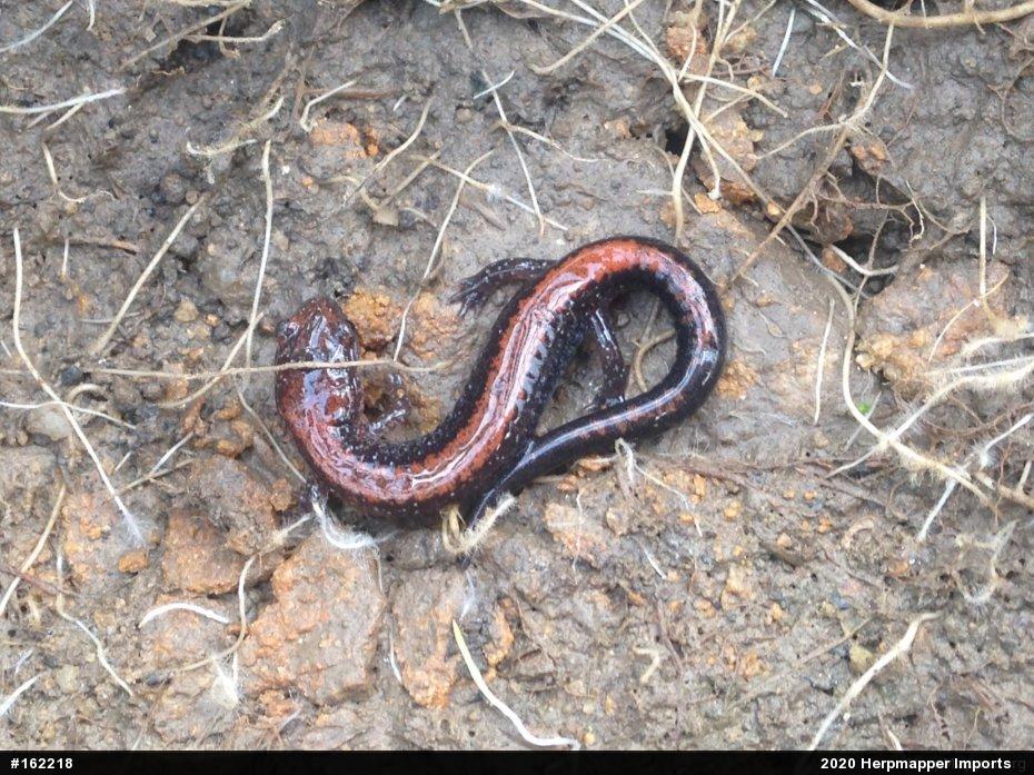 Eastern Red-backed  Salamander