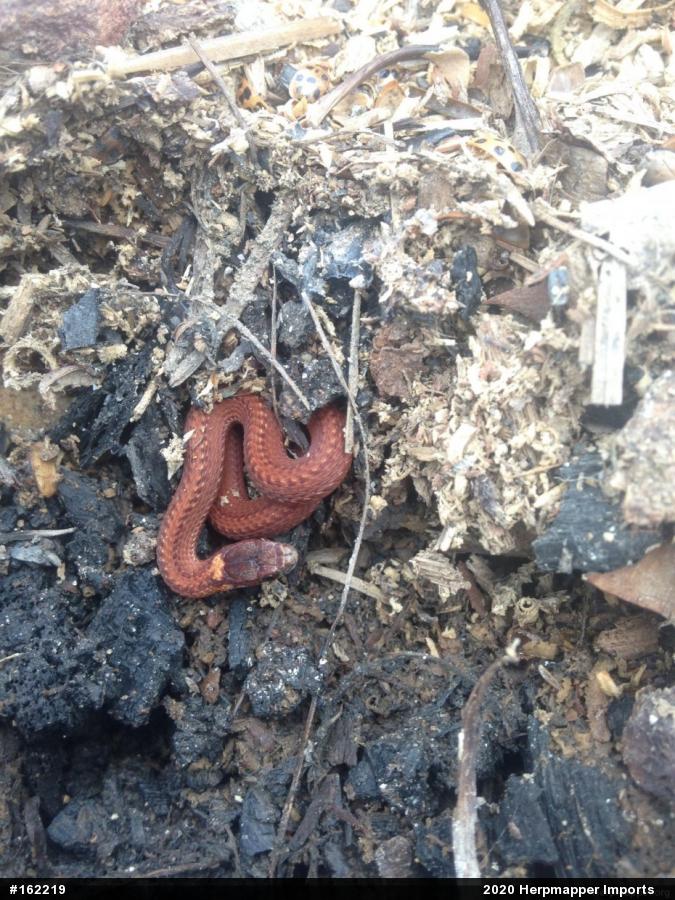 Red-bellied Snake