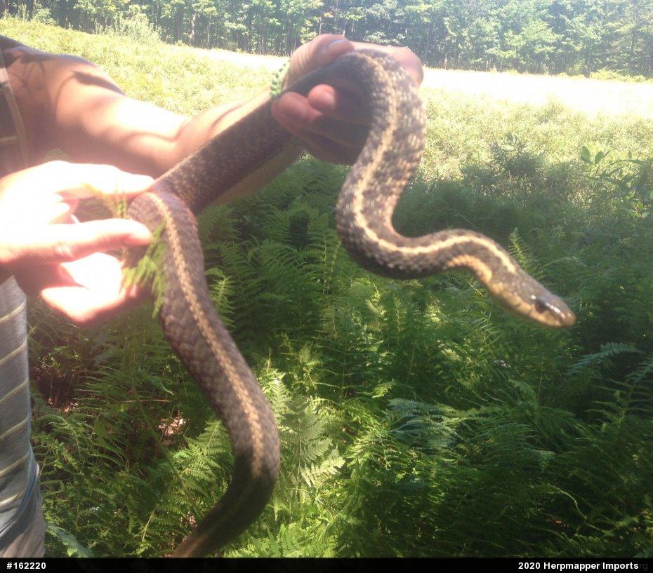 Eastern Gartersnake