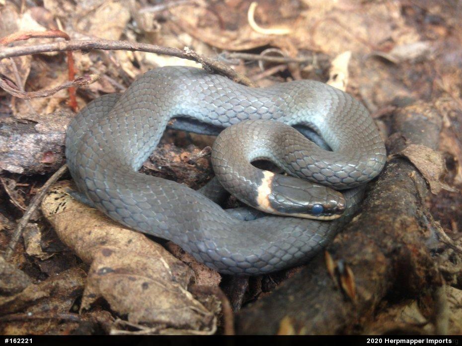 Northern Ring-necked Snake