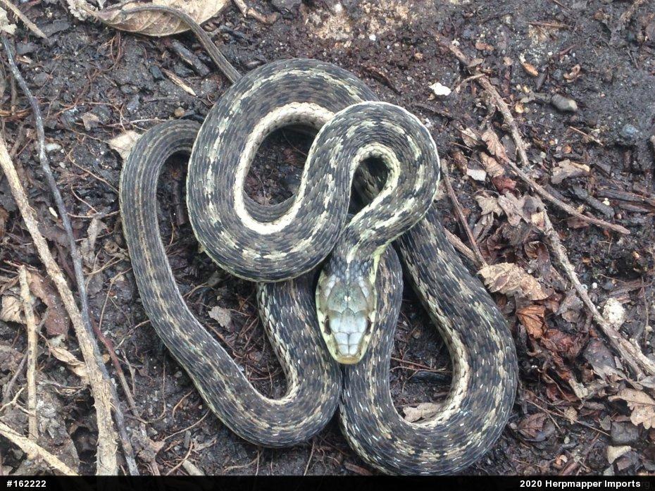 Eastern Gartersnake