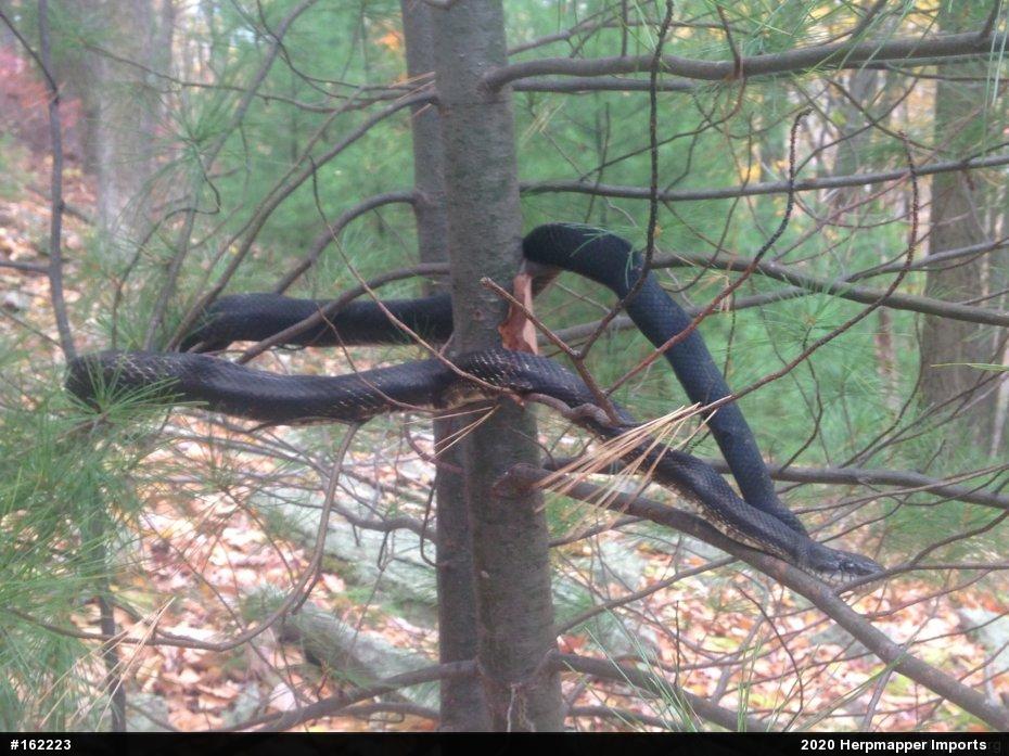 Eastern Ratsnake
