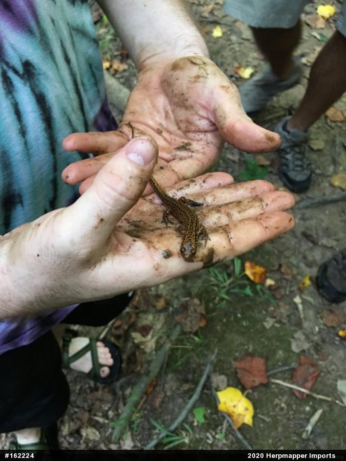 Eastern Long-tailed Salamander