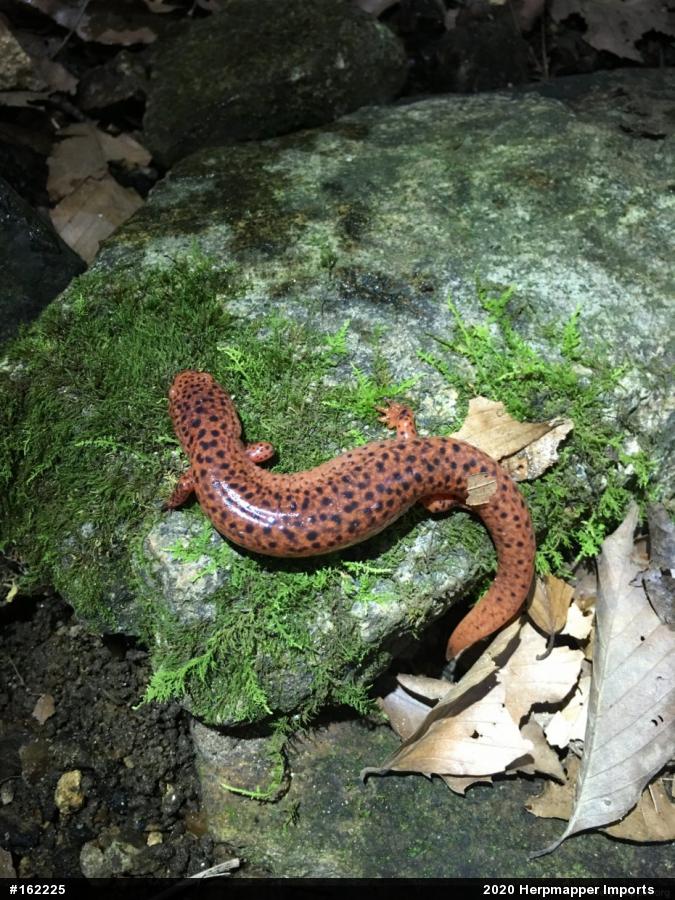 Northern Red Salamander