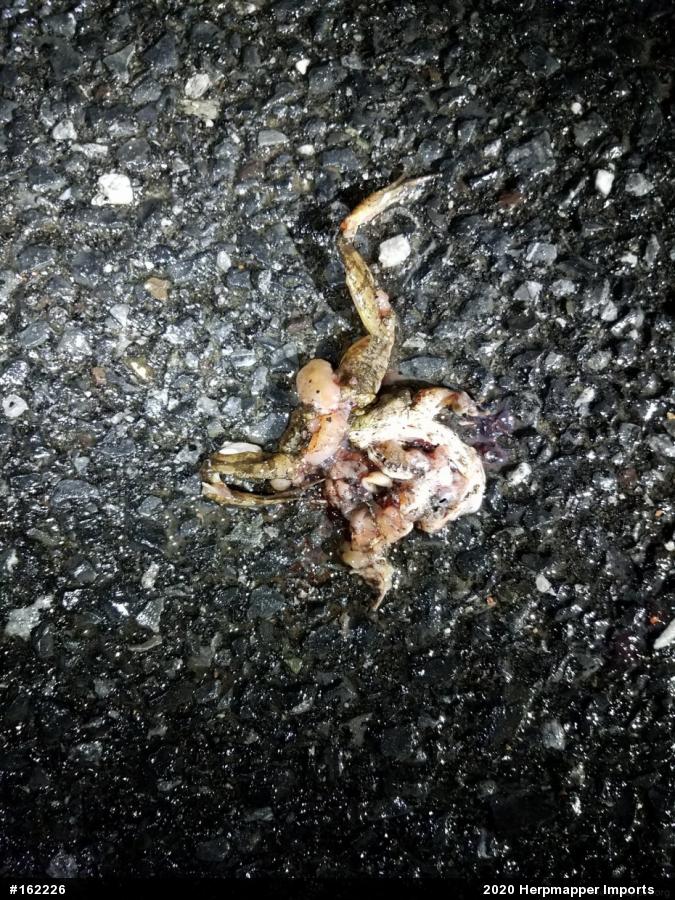 True Frogs
