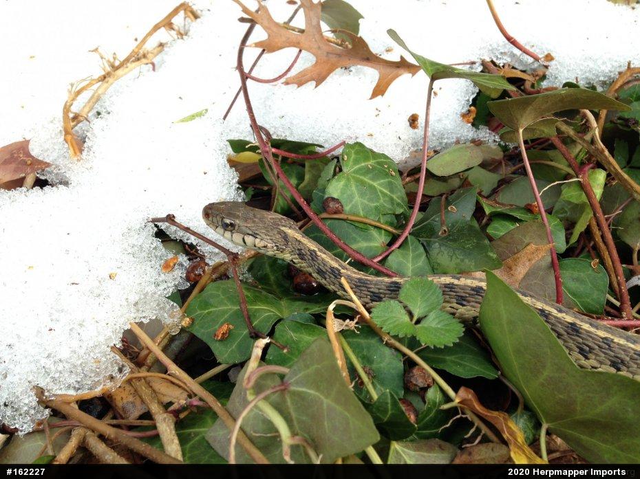 Eastern Gartersnake