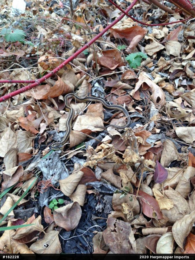 Eastern Gartersnake