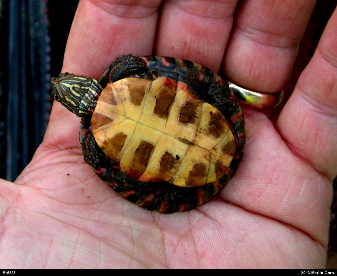 Painted Turtle