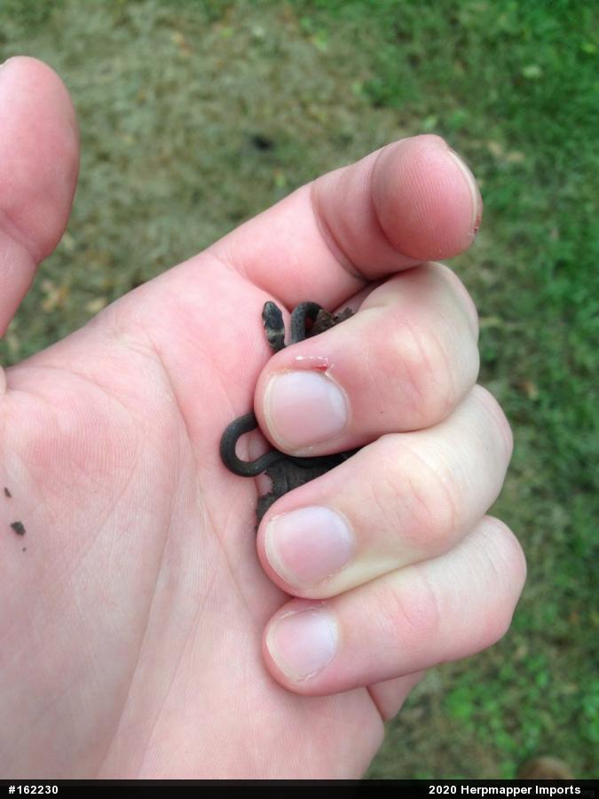 Dekay's Brownsnake