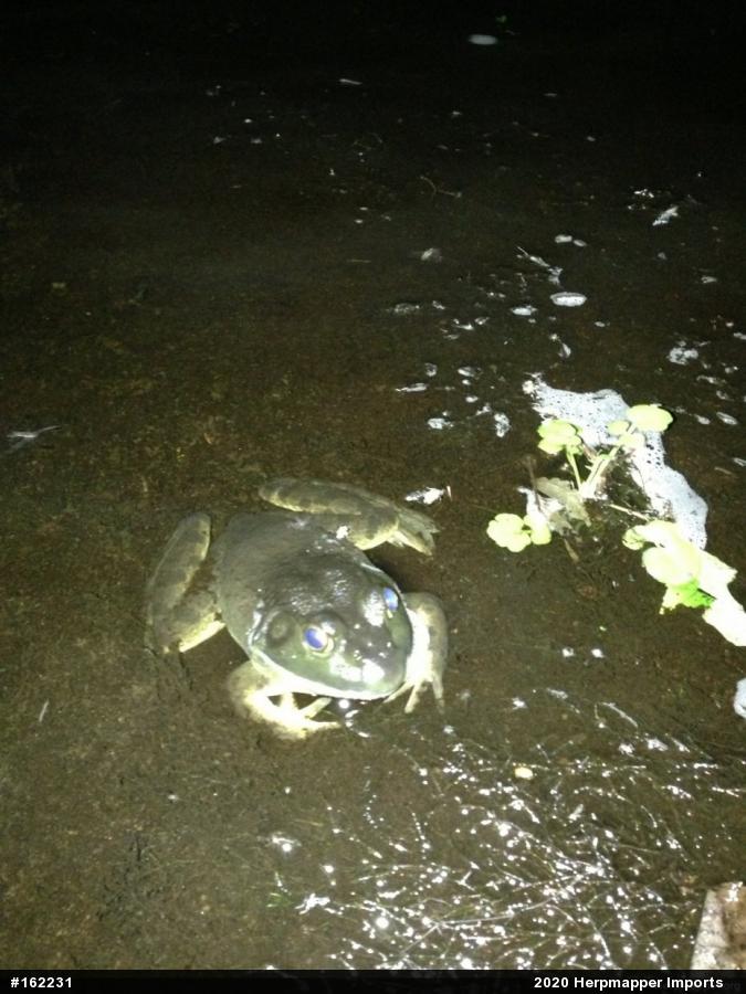 American Bullfrog