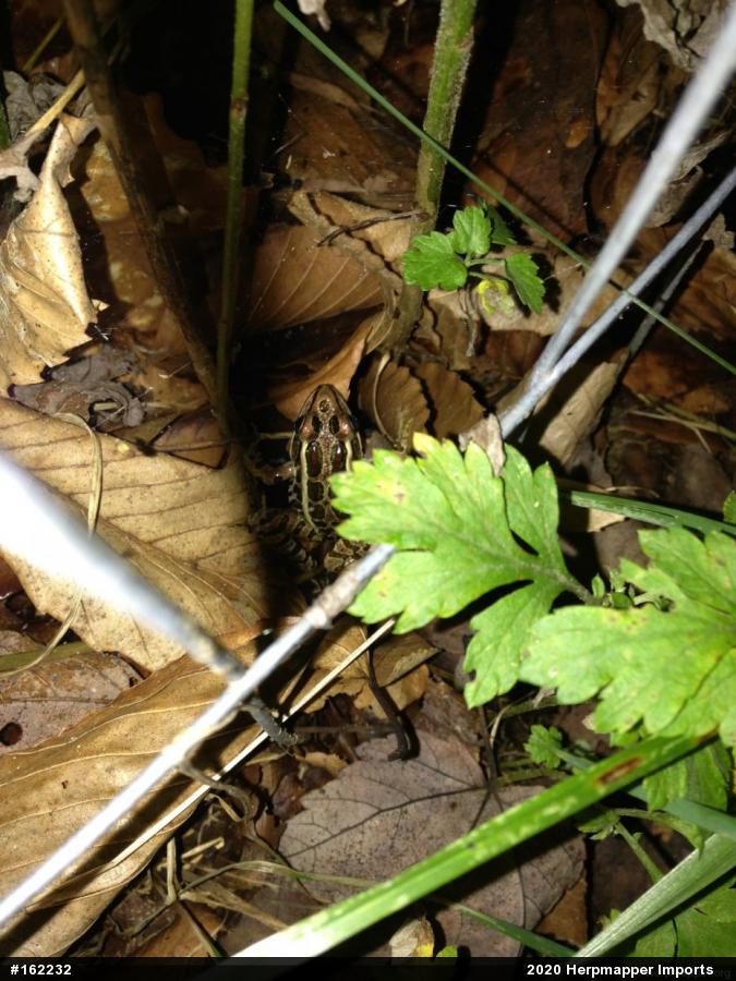 Pickerel Frog