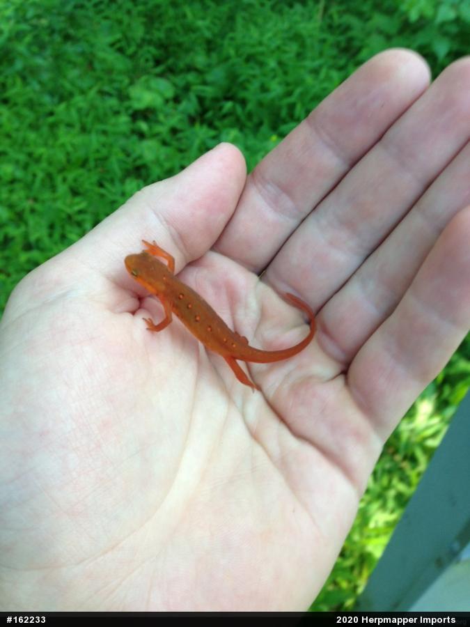 Red-spotted Newt