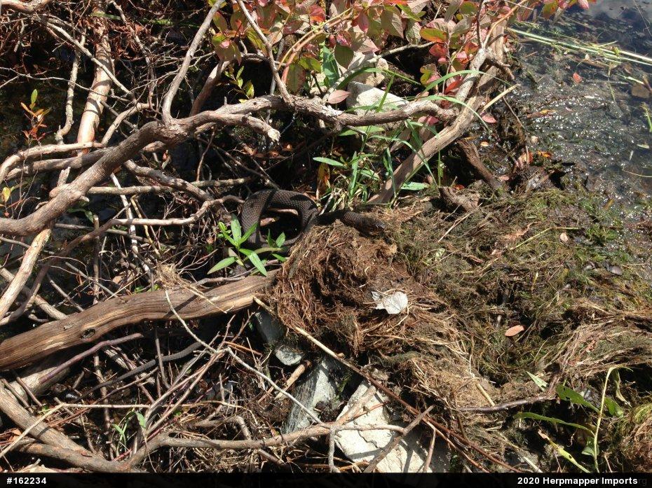 Northern Watersnake