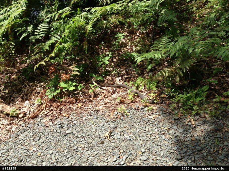 Northern Watersnake