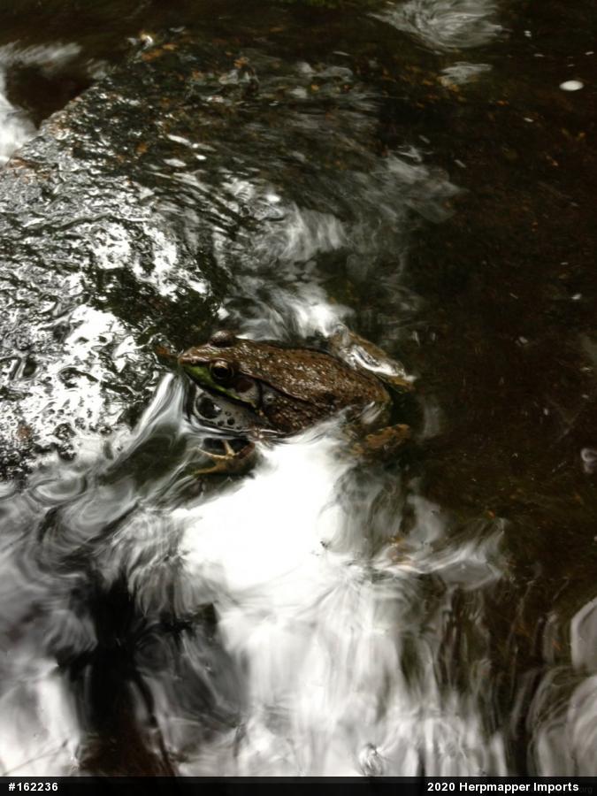 Green Frog
