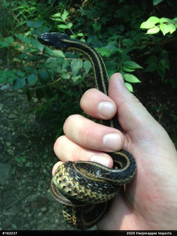 Eastern Gartersnake