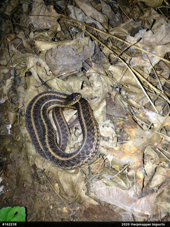 Eastern Gartersnake