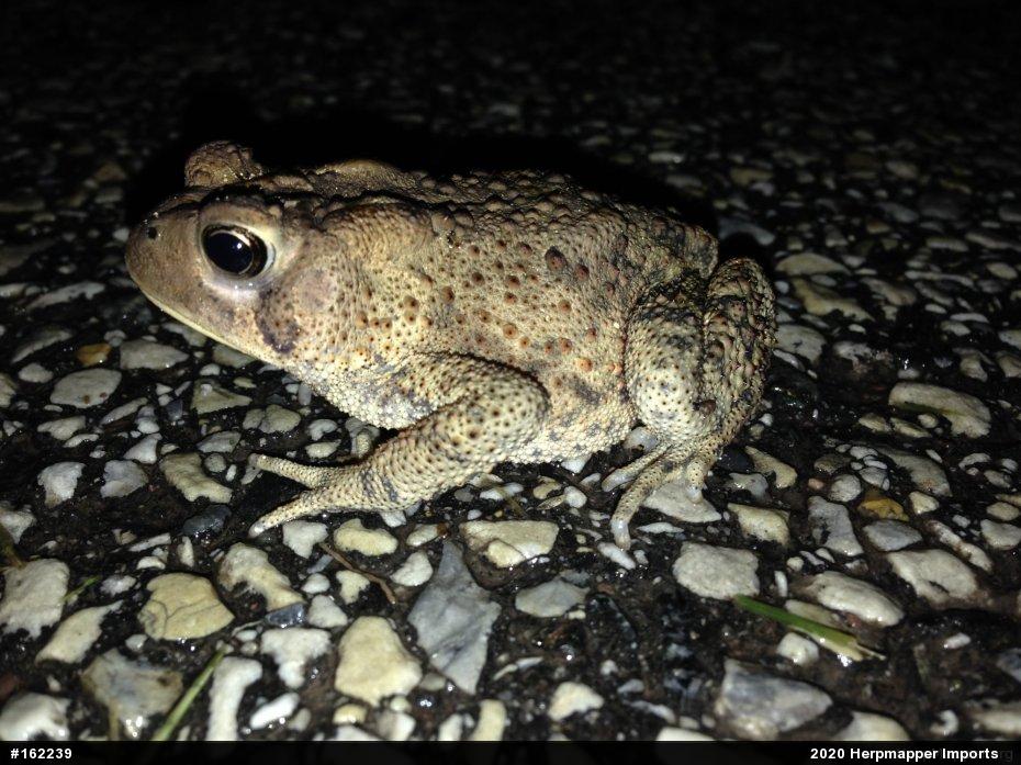 Eastern American Toad