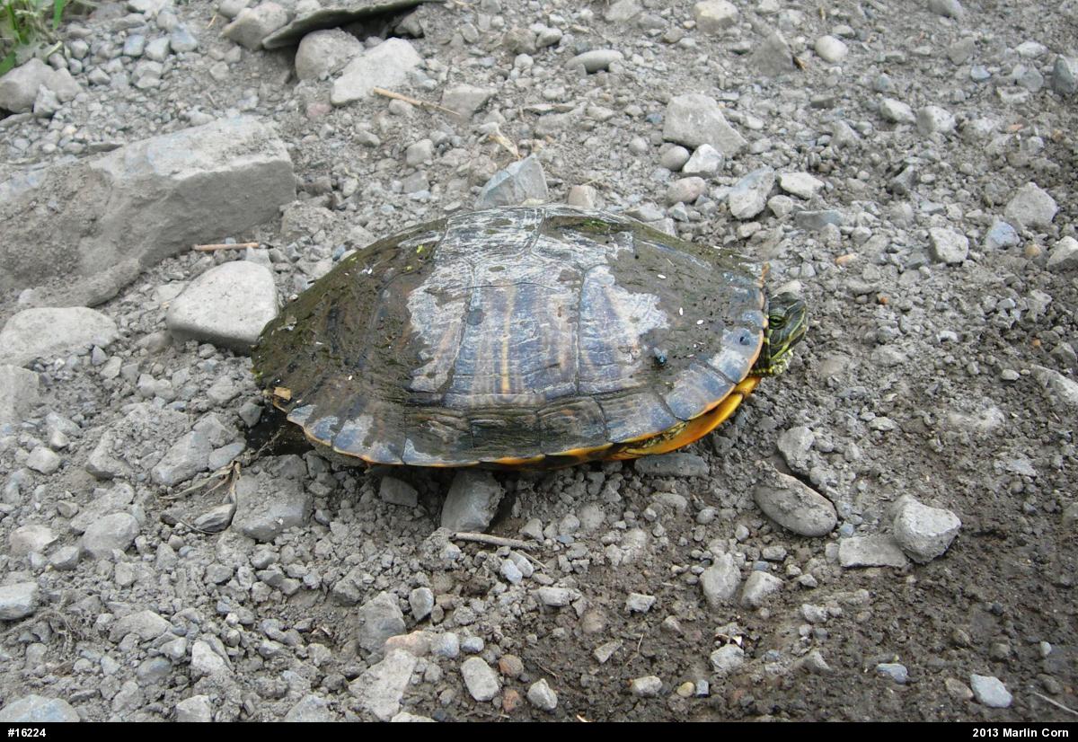 Red-eared Slider