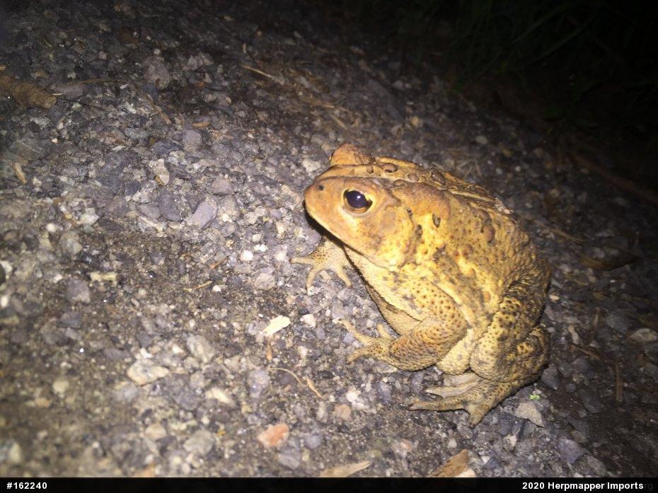 Eastern American Toad