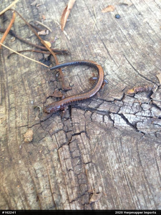 Eastern Red-backed  Salamander