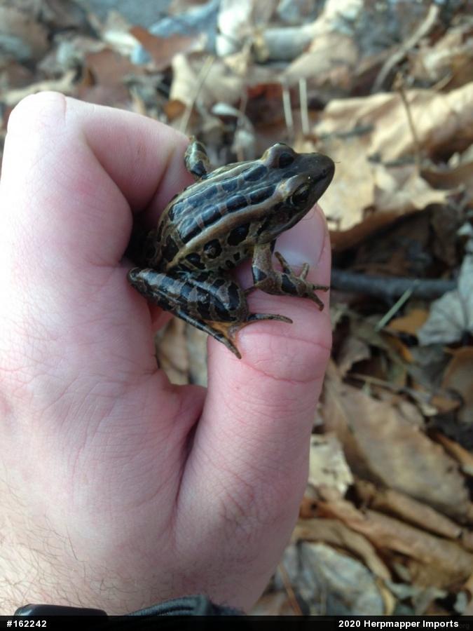 Pickerel Frog