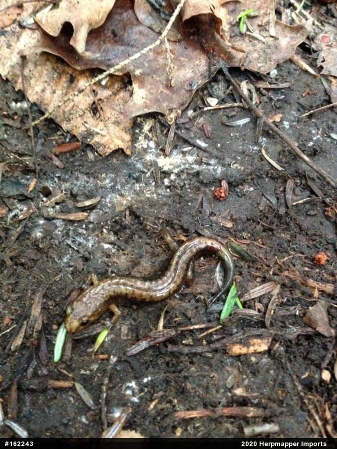 Allegheny Mountain Dusky Salamander