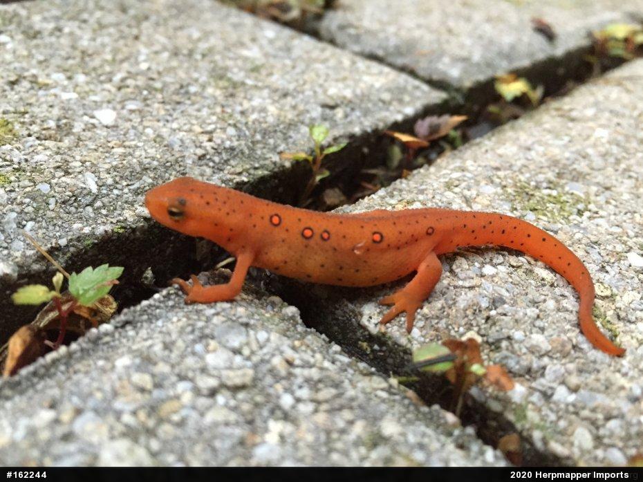 Red-spotted Newt