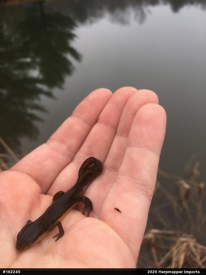 Red-spotted Newt