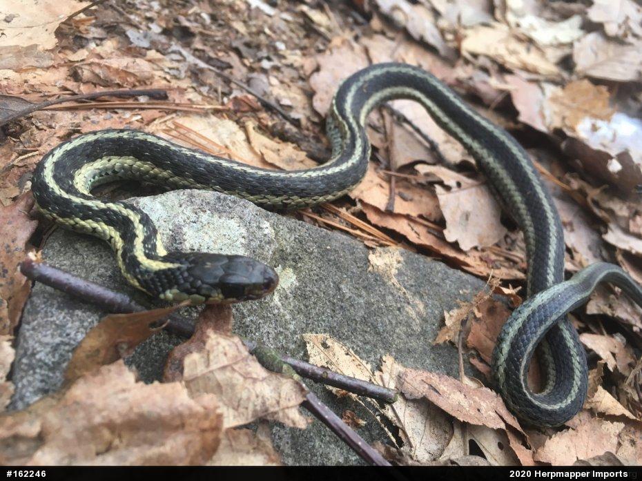 Eastern Gartersnake