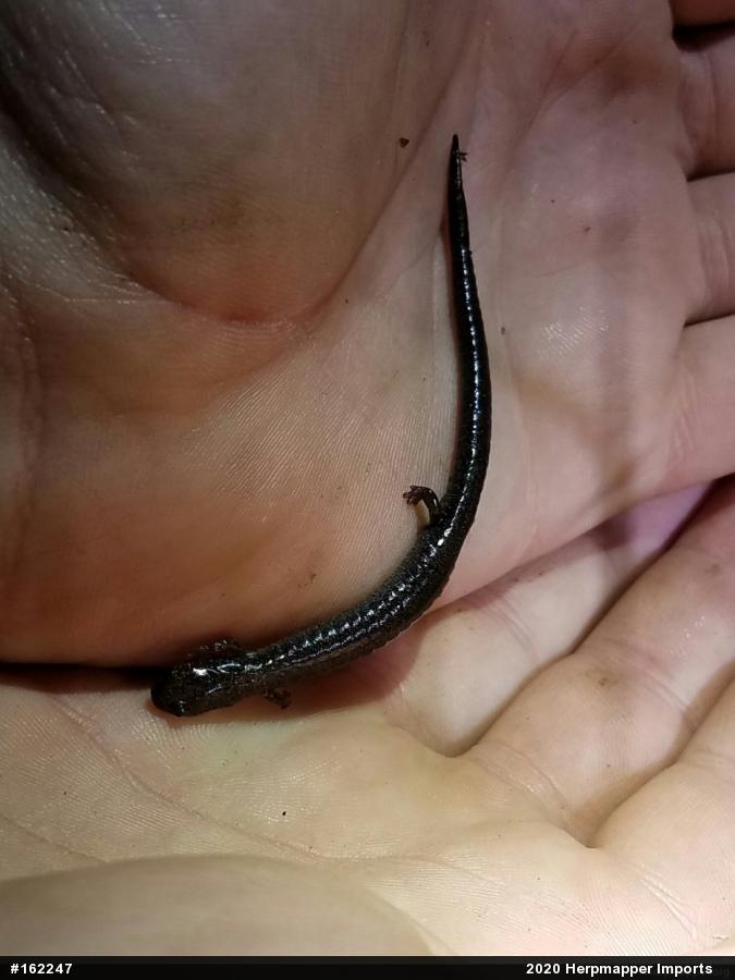 Eastern Red-backed  Salamander