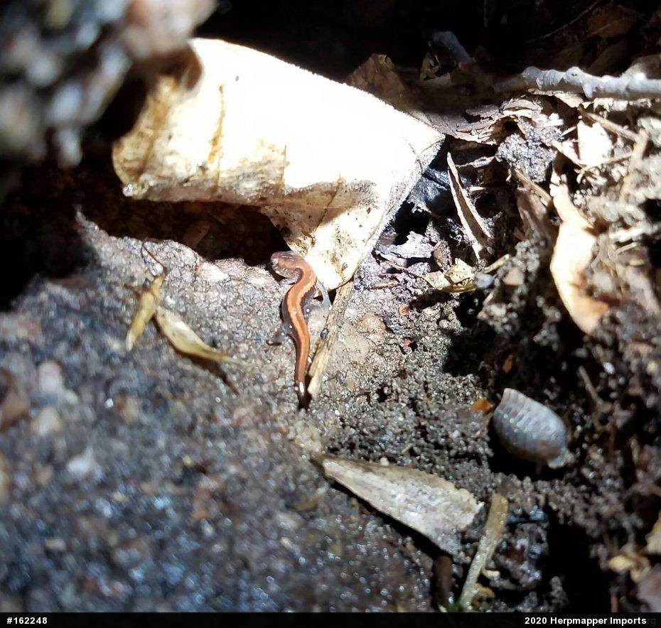Eastern Red-backed  Salamander