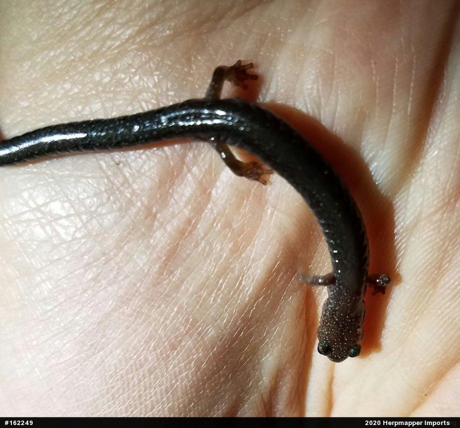 Eastern Red-backed  Salamander