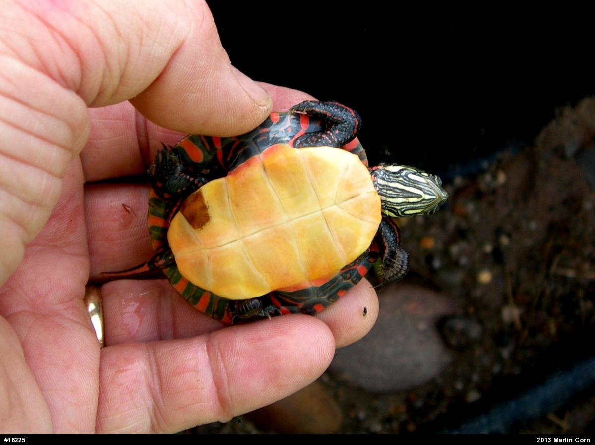 Painted Turtle