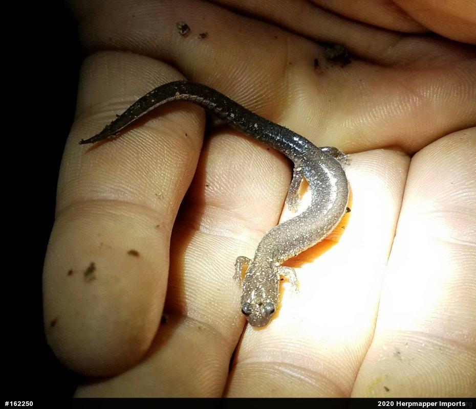Eastern Red-backed  Salamander