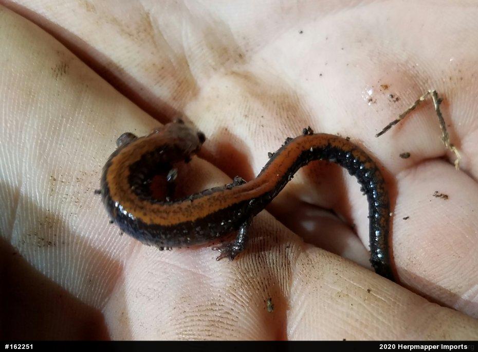 Eastern Red-backed  Salamander
