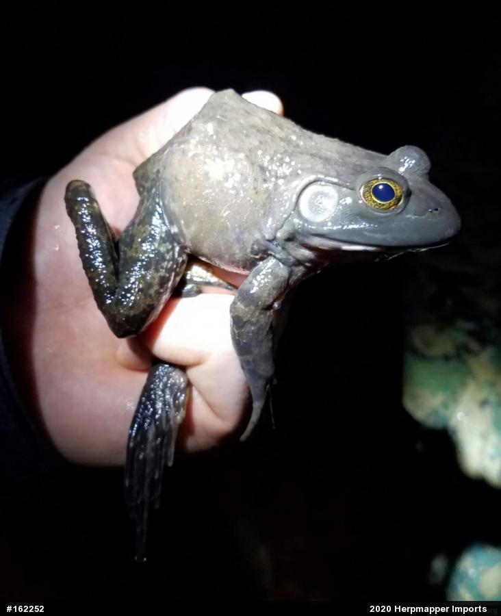 American Bullfrog