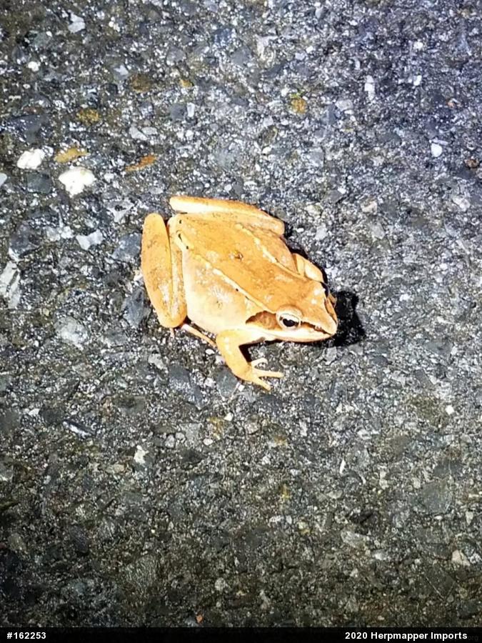 Wood Frog
