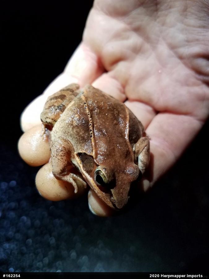 Wood Frog