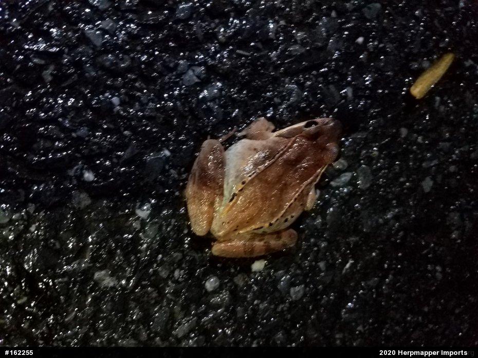 Wood Frog