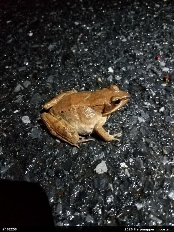 Wood Frog