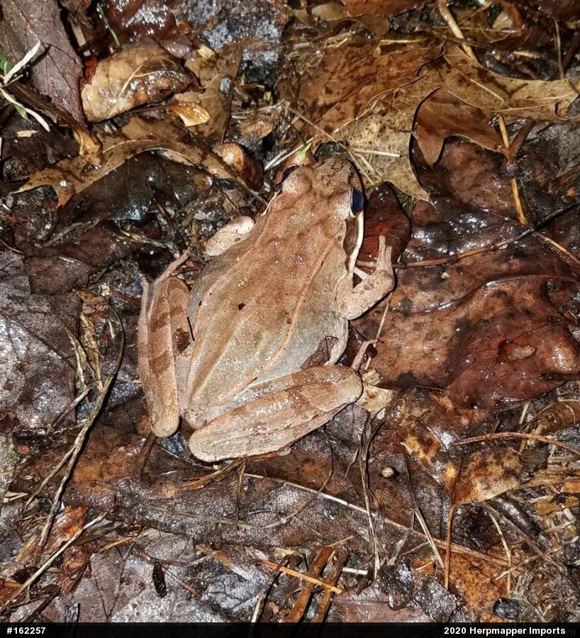 Wood Frog