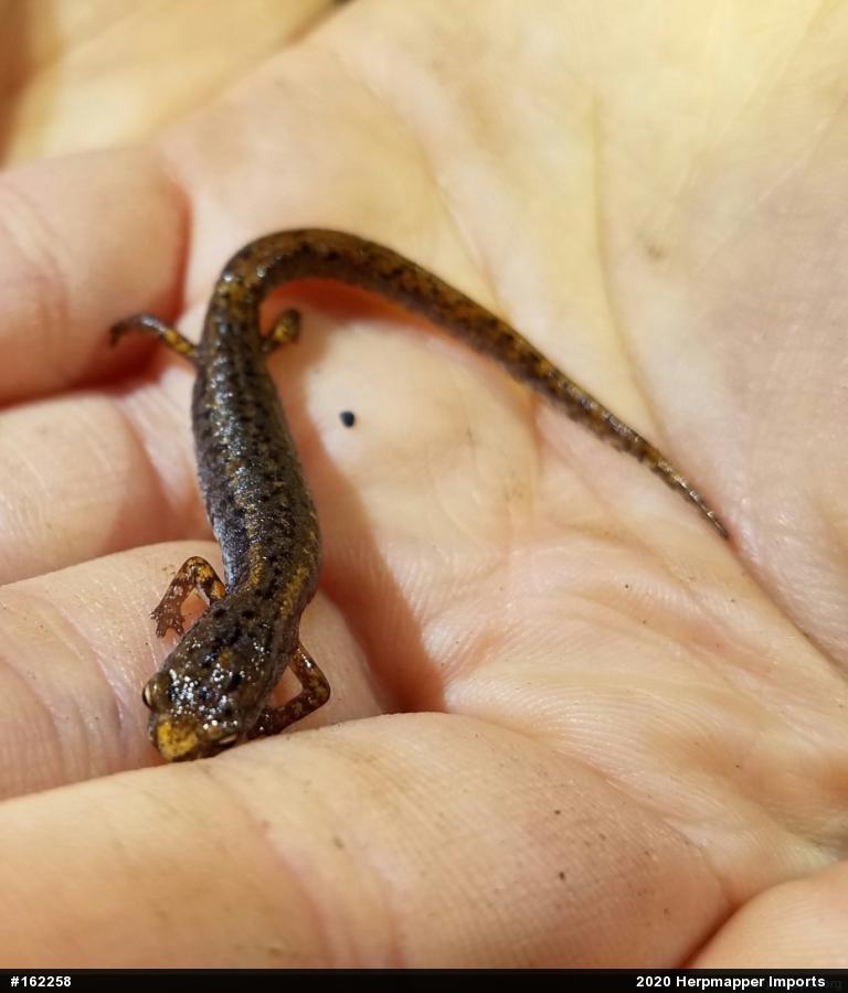 Four-toed Salamander