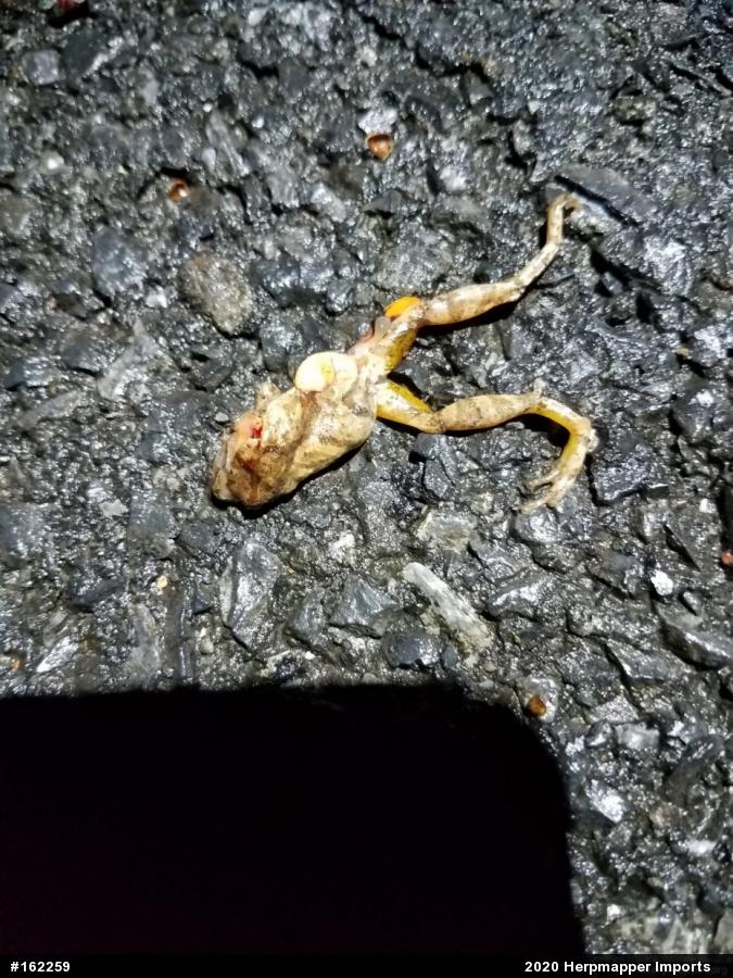 Spring Peeper