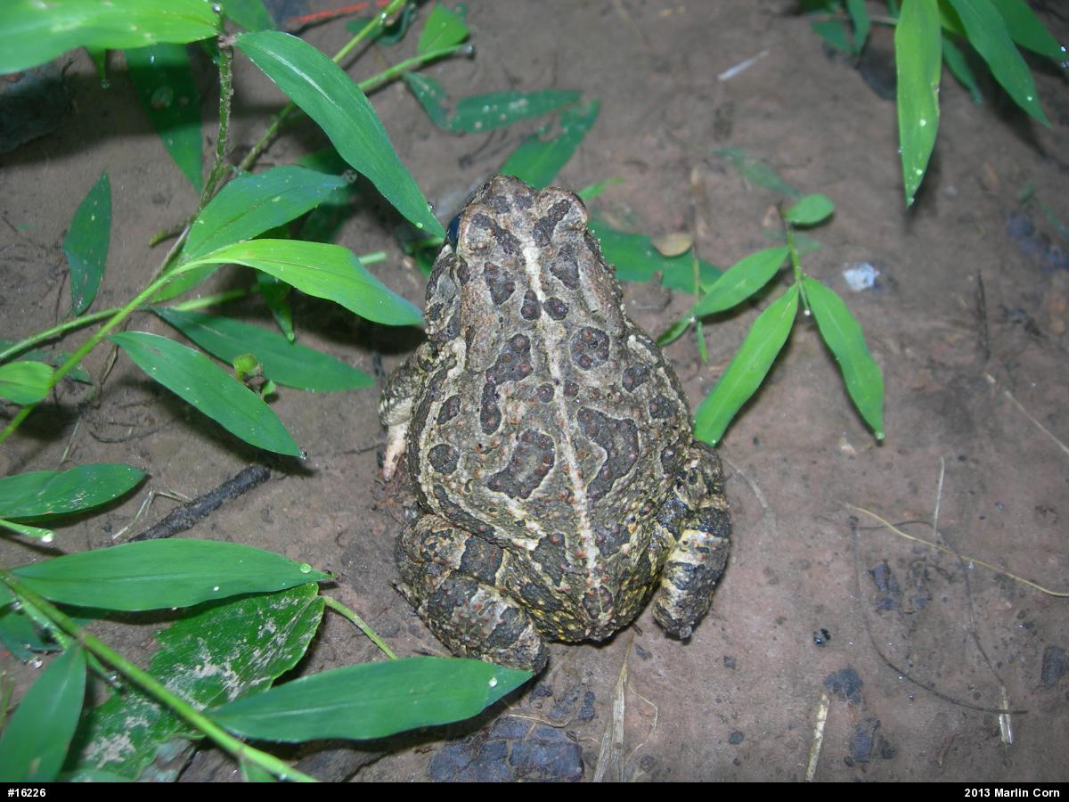 Fowler's Toad