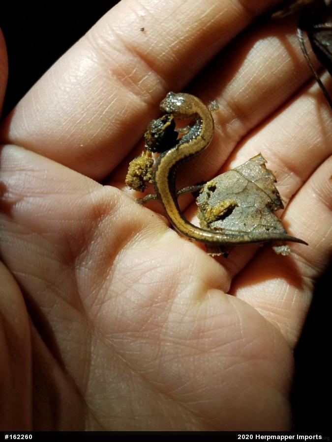Eastern Red-backed  Salamander
