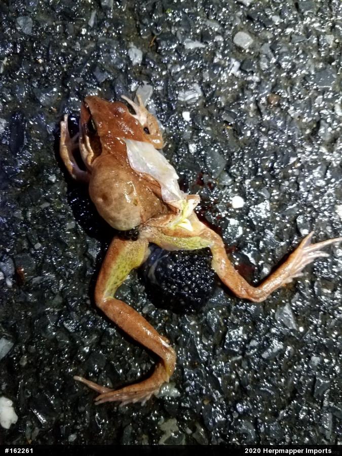 Wood Frog