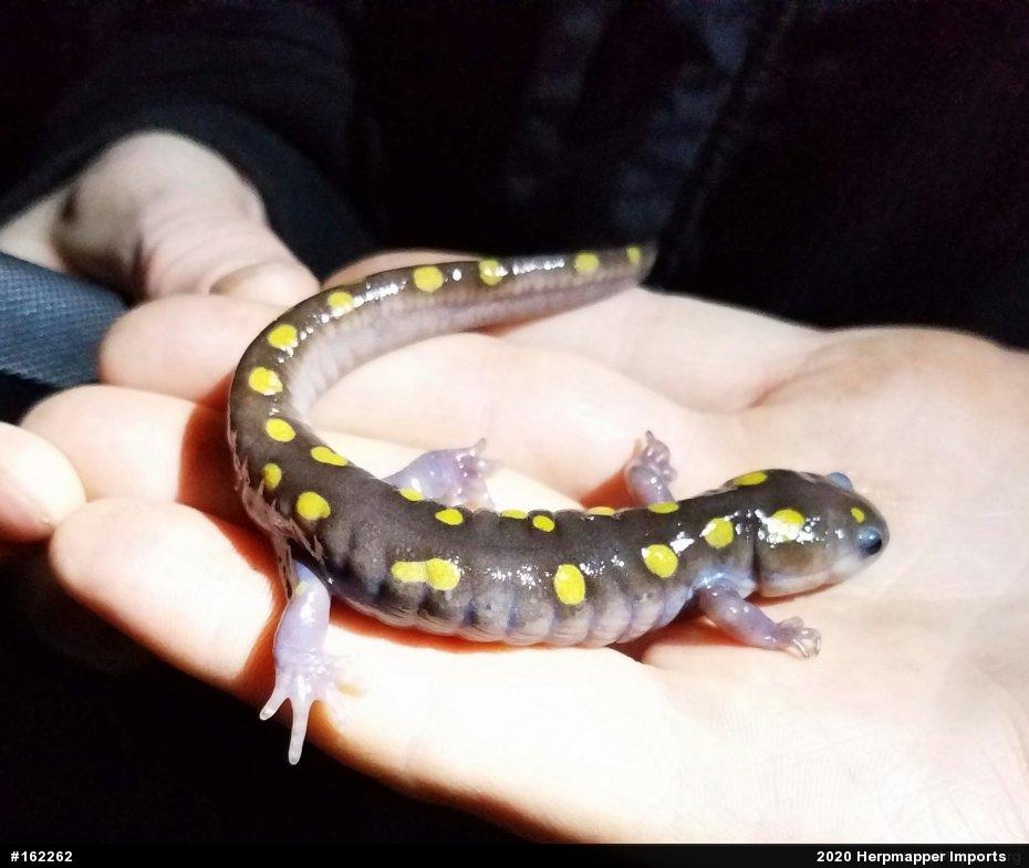 Spotted Salamander