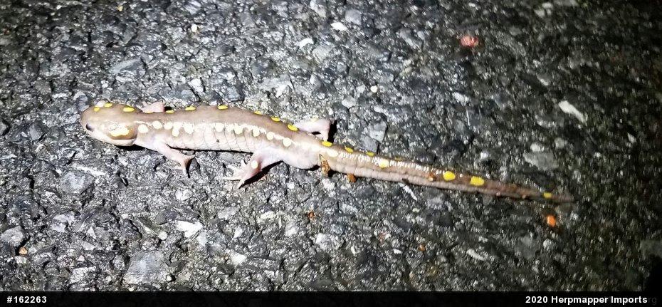 Spotted Salamander