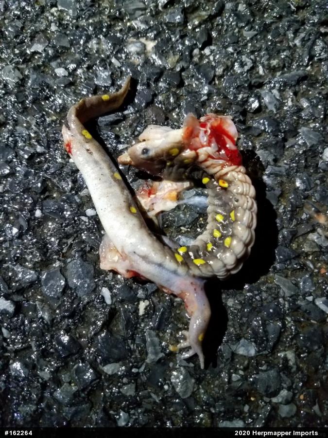 Spotted Salamander